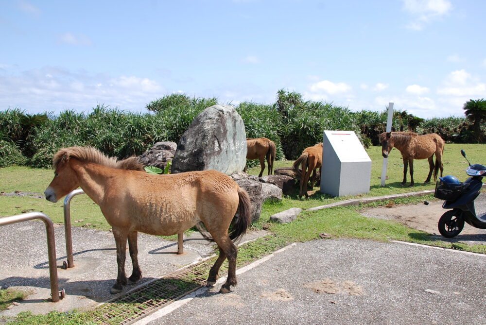 与那国島・東埼のヨナグニウマ