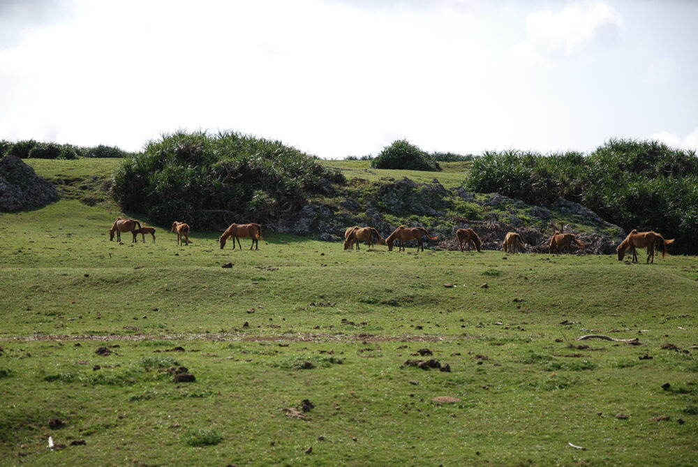 与那国島の馬鼻崎にいるヨナグニウマ