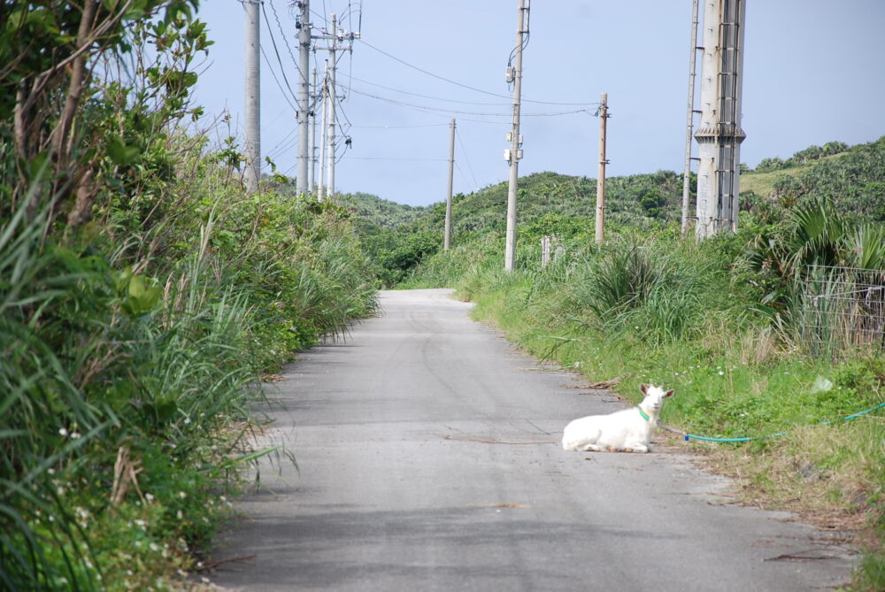 与那国島の道端にいるヤギ