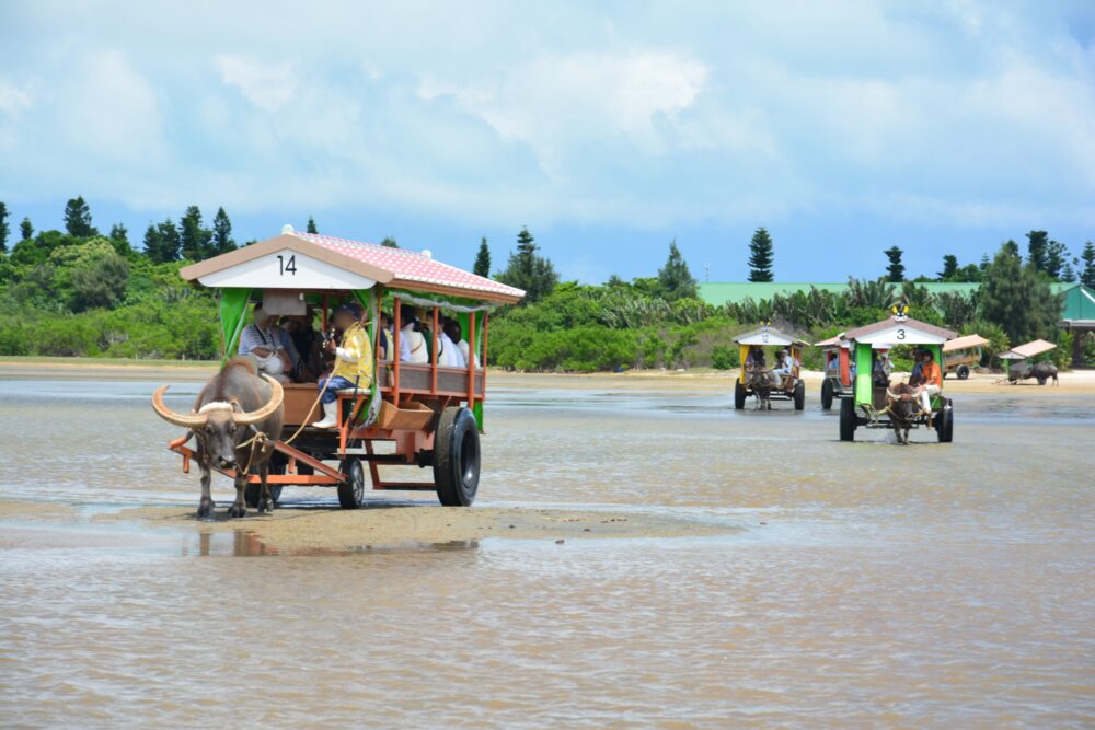 観光客を乗せた由布島の水牛車