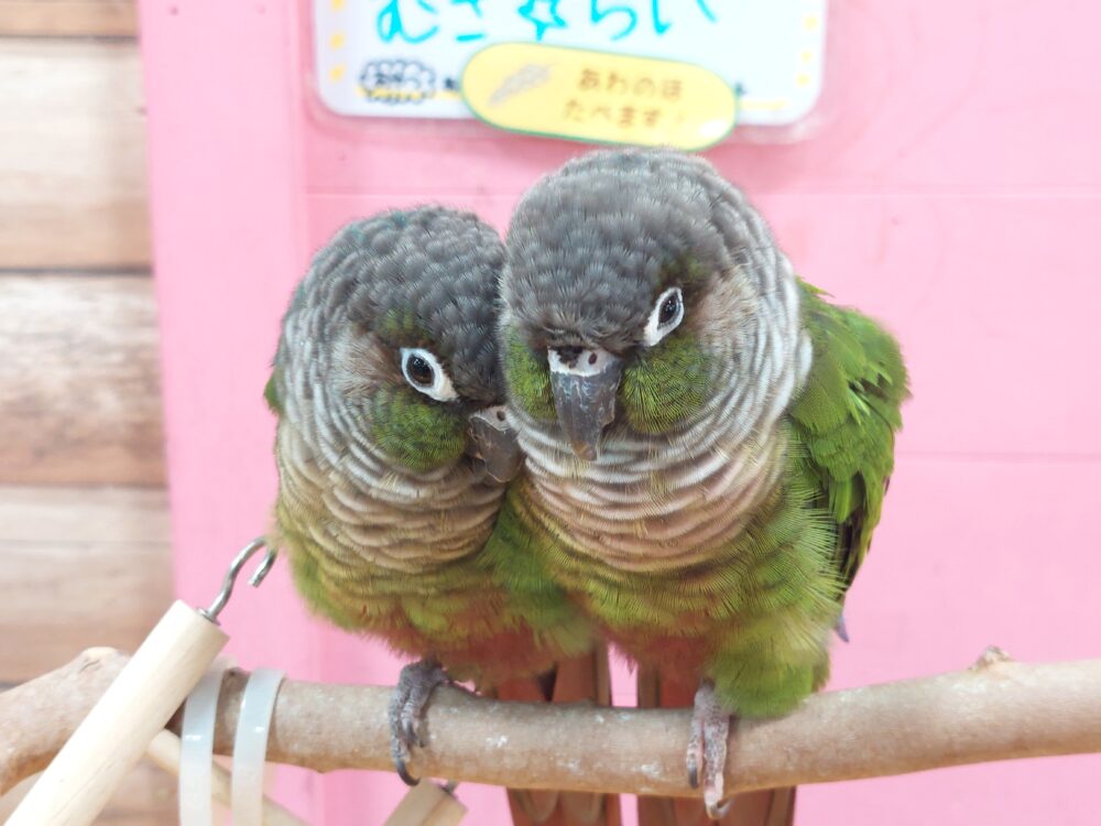 いきもの探検隊上尾店の鳥