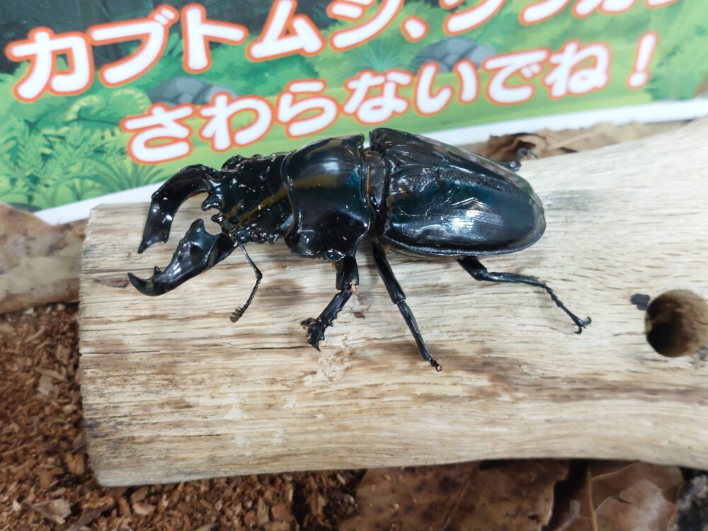 いきもの探検隊上尾店のタランドゥスオオツヤクワガタ