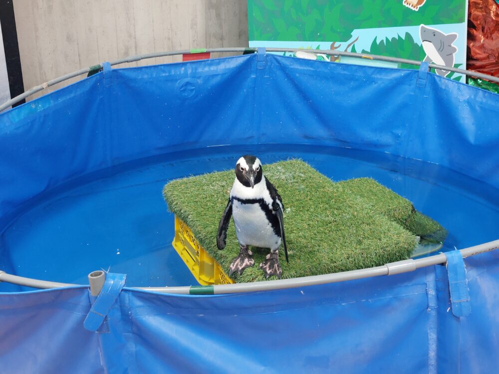 いきもの探検隊上尾店のペンギン