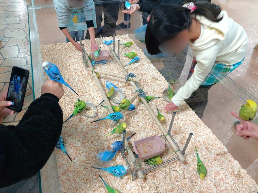 いきもの探検隊上尾店のインコ