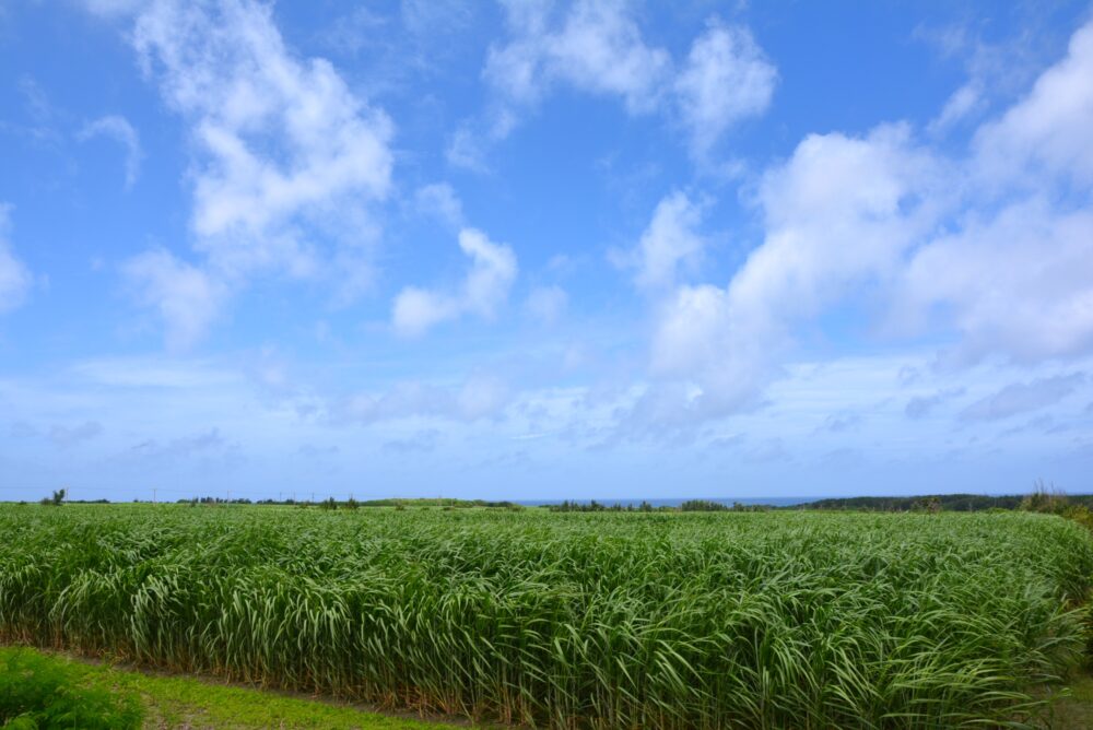 波照間島の風景