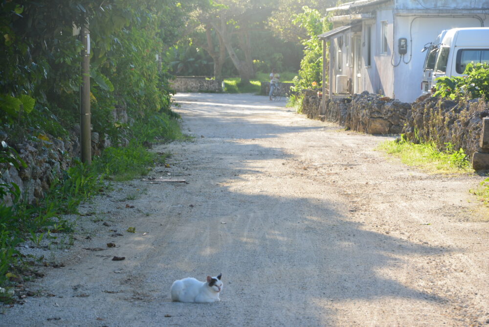 竹富島の路地の真ん中に居座る猫