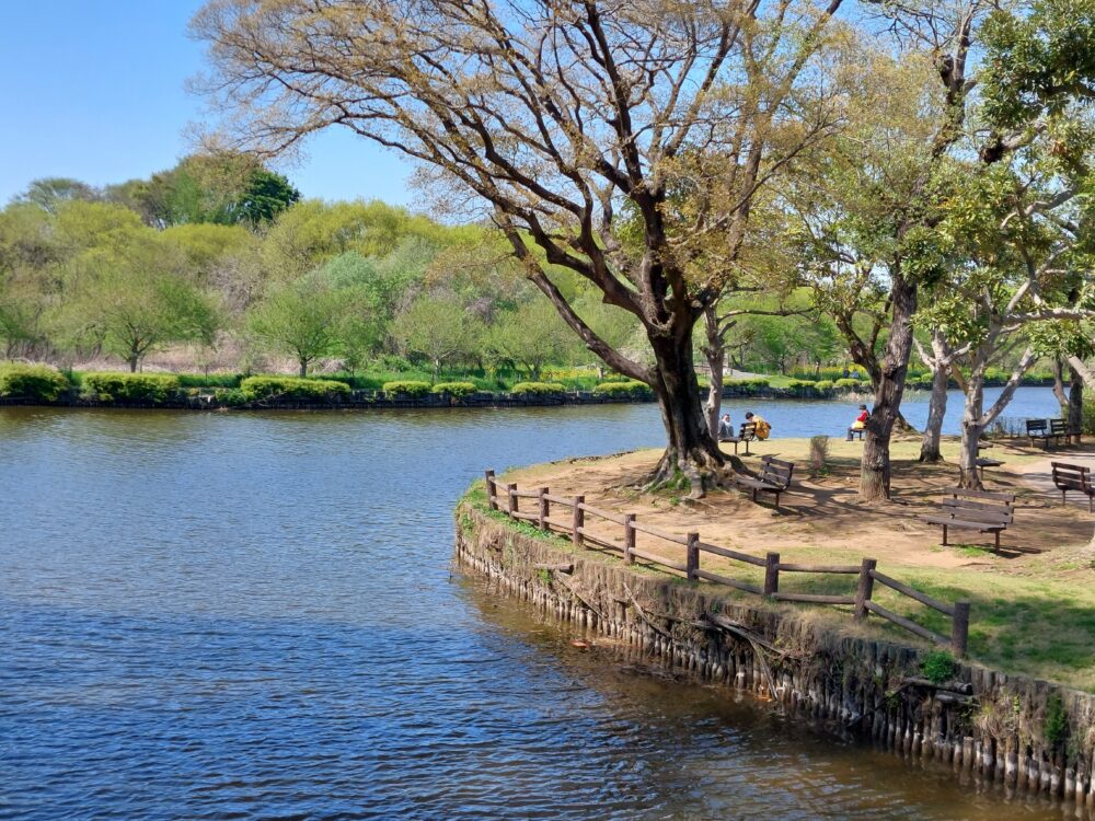 上尾丸山公園の池の畔の風景
