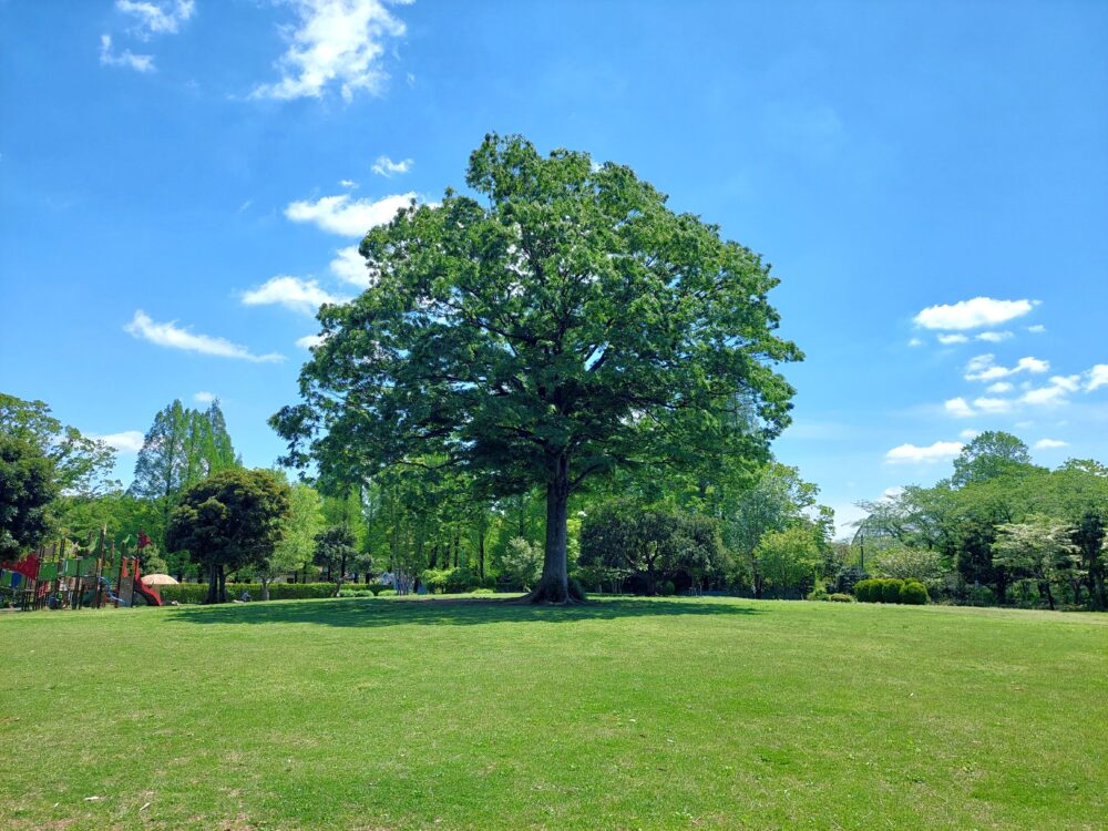 さいたま市・大崎公園の芝生広場にある大きな木