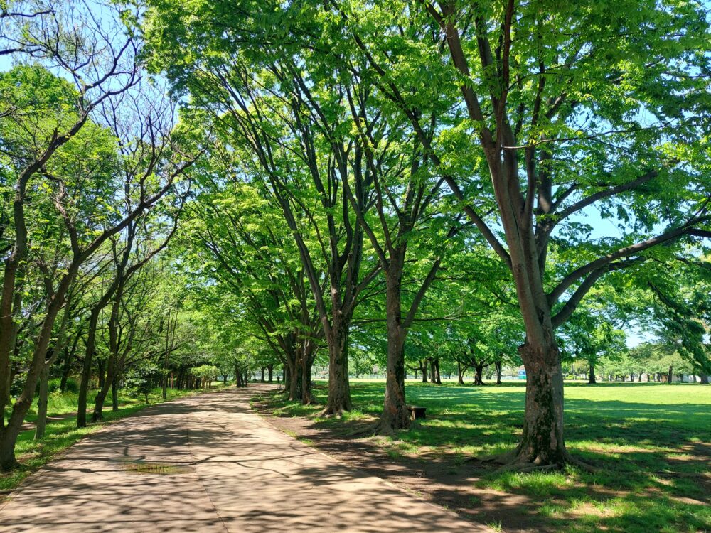 新緑溢れる県民健康福祉村のウォーキングロード
