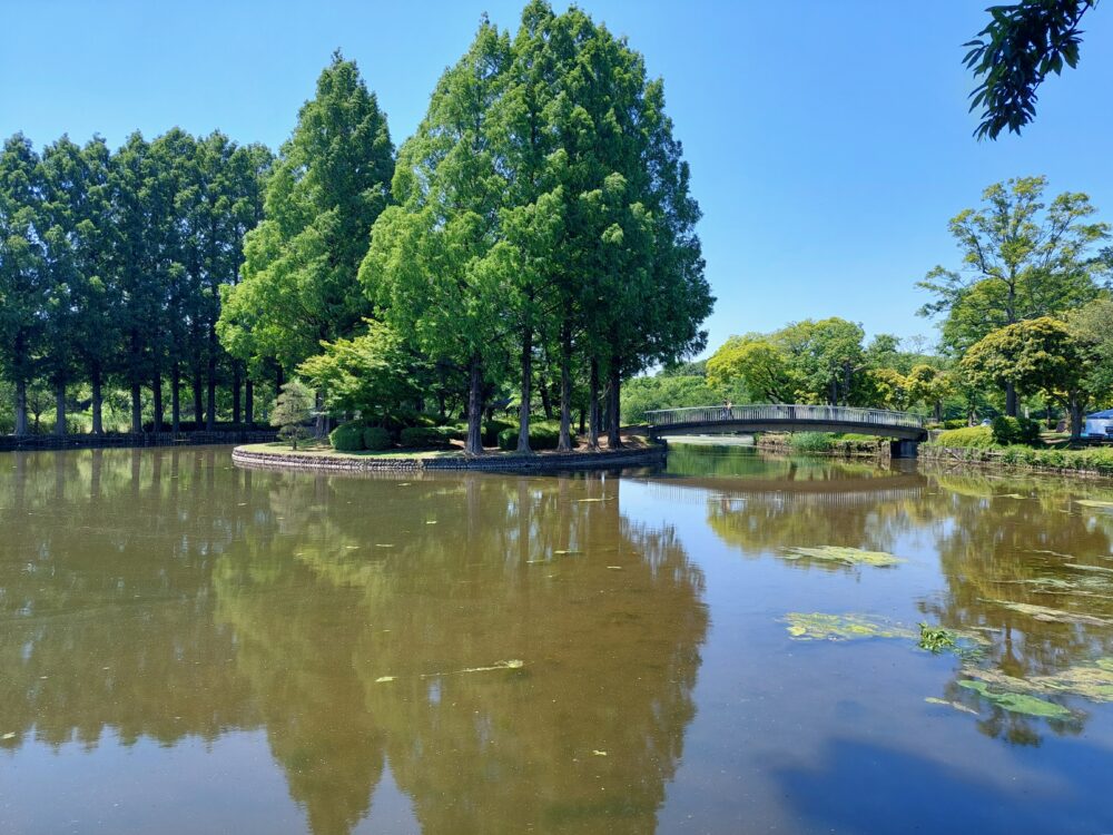 上尾丸山公園の池の風景