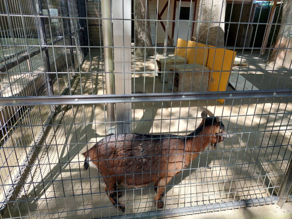 上尾丸山公園の動物コーナーにいるヤギ