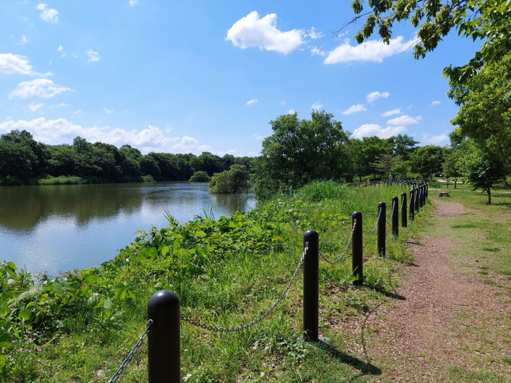 松伏みどりの丘公園の池