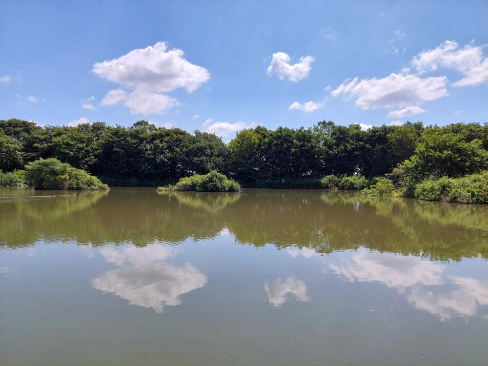 松伏みどりの丘公園の池
