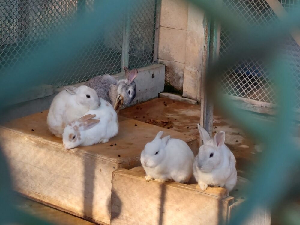北本市子供公園の無料動物園のウサギ