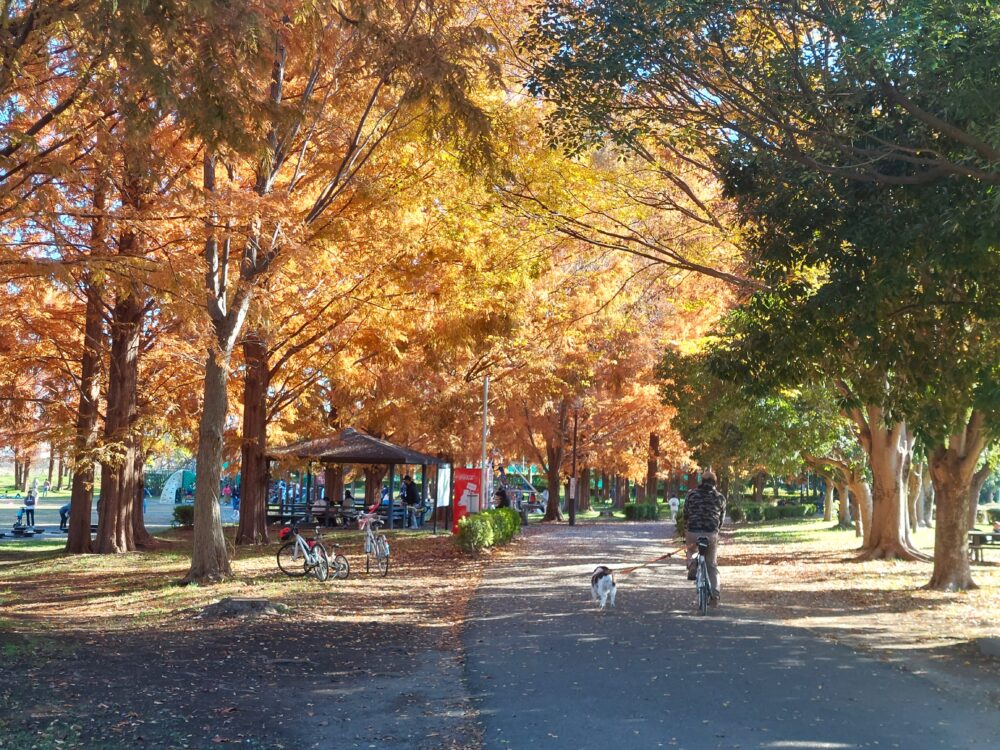 メタセコイアの紅葉が綺麗な三橋総合公園