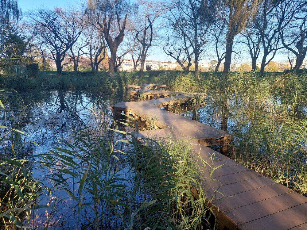 三橋総合公園・トリム広場の修景池