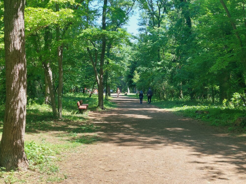 智光山公園の新緑鮮やかな小道
