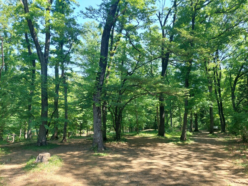智光山公園の緑豊かな森