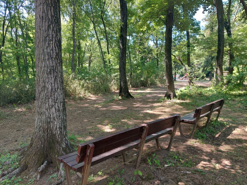 智光山公園・わんぱくの森のベンチとコナラの木