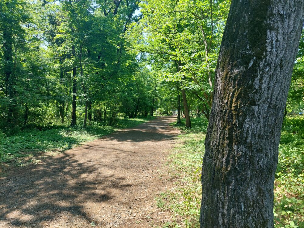 智光山公園の緑あふれる小径