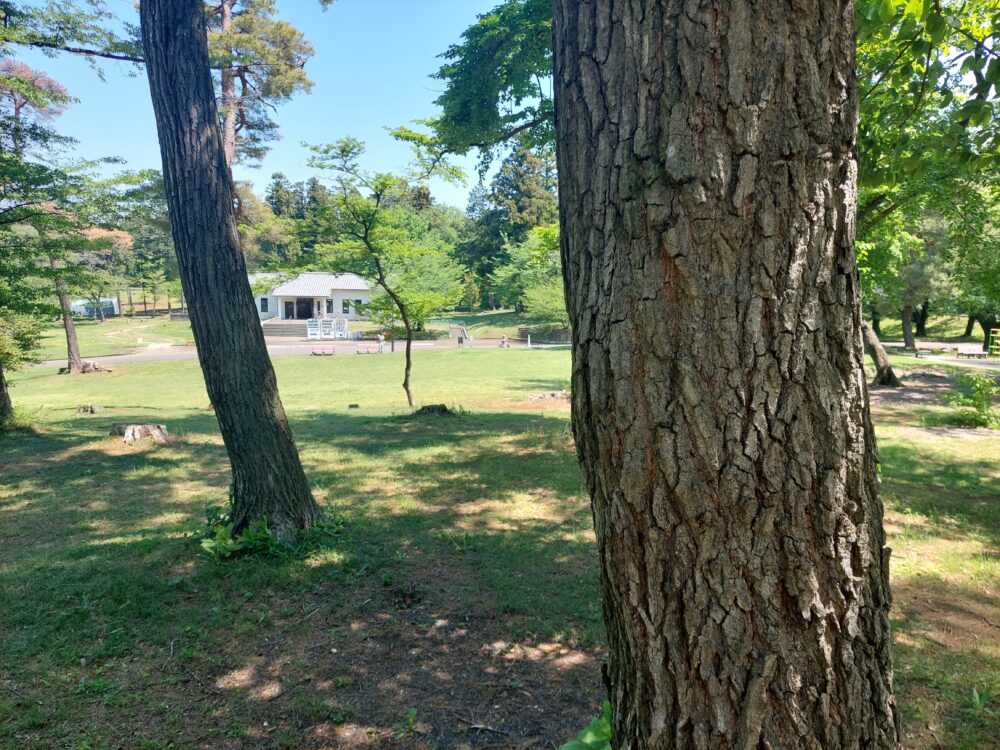 狭山稲荷山公園の木々(コナラ)