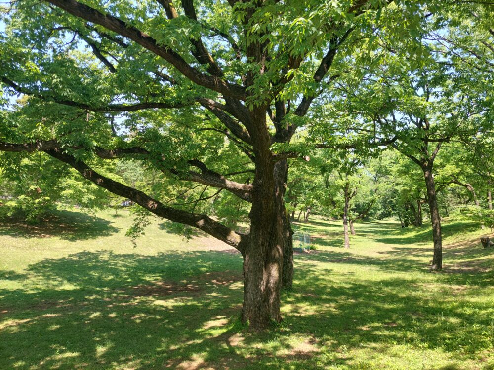 狭山稲荷山公園のクヌギの大木