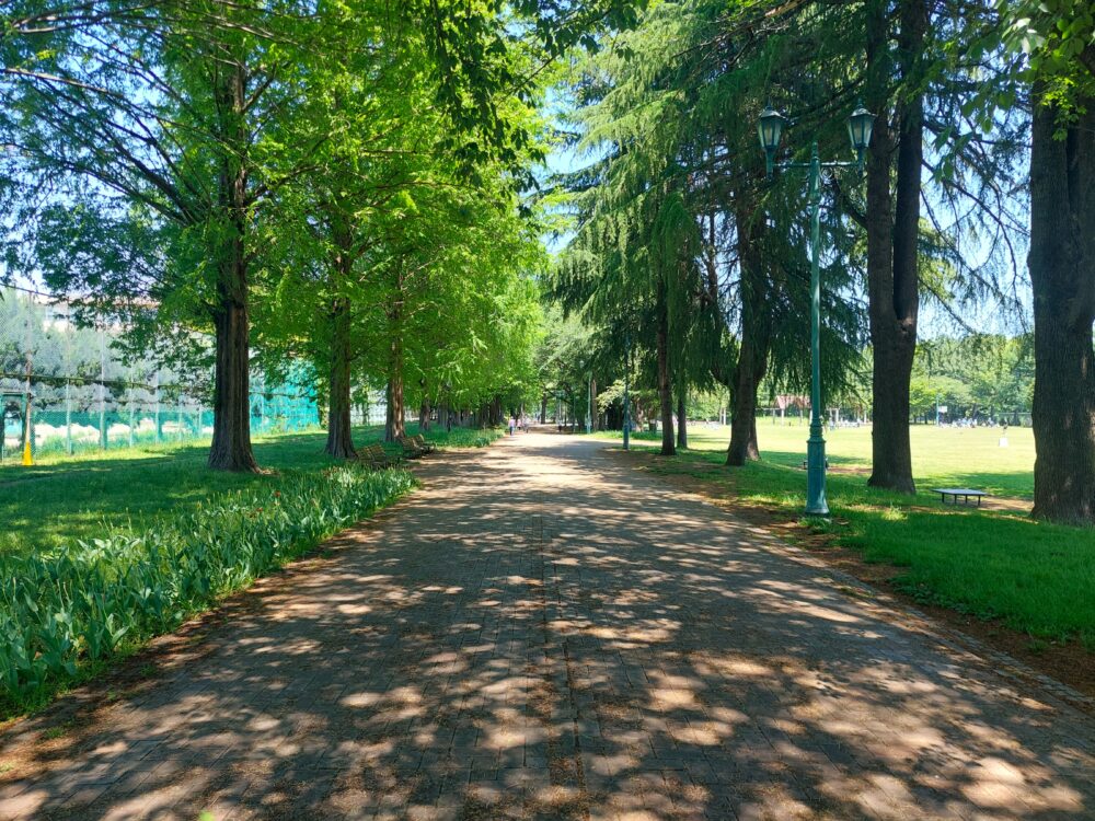 彩の森入間公園の並木道