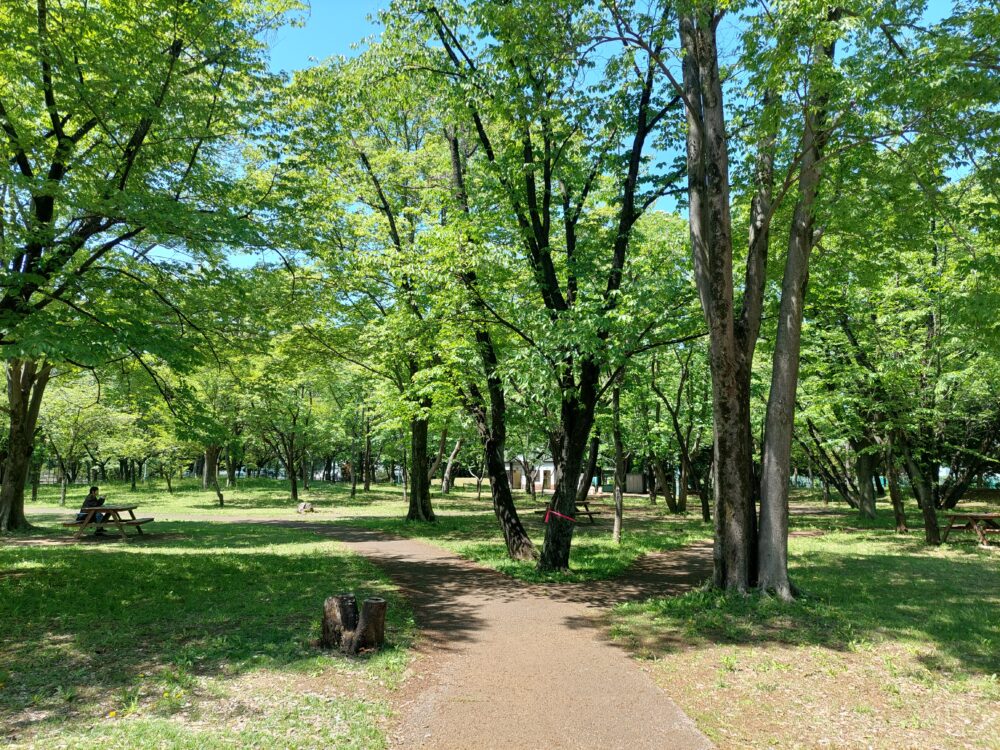 彩の森入間公園のバーベキューガーデン付近の緑綺麗な遊歩道