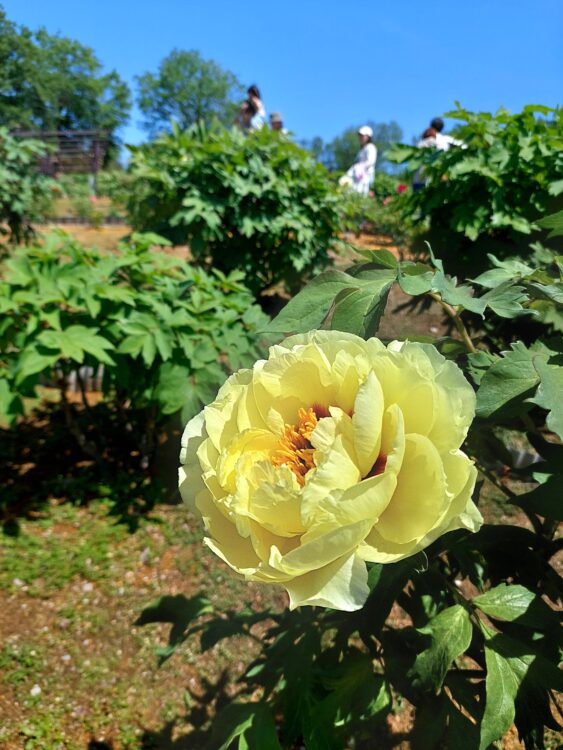東松山ぼたん園のシャクヤク(芍薬)