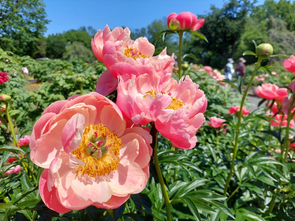 東松山ぼたん園のシャクヤク(芍薬)