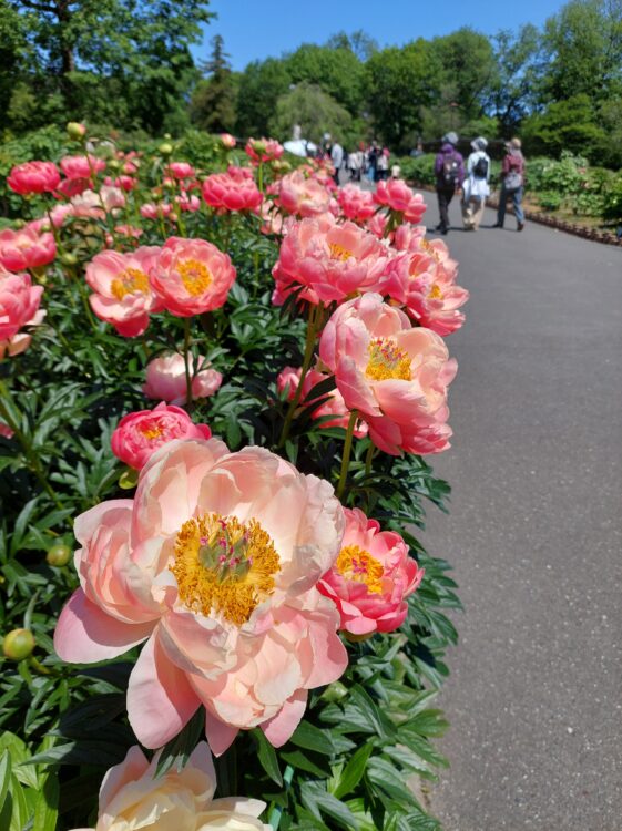 東松山ぼたん園のシャクヤク(芍薬)