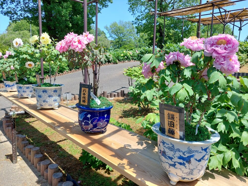 東松山ぼたん園のいろんな品種のシャクヤク(芍薬)