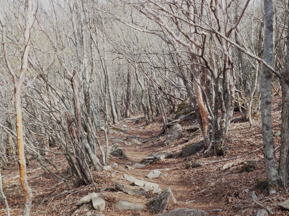 乾徳山の登山道