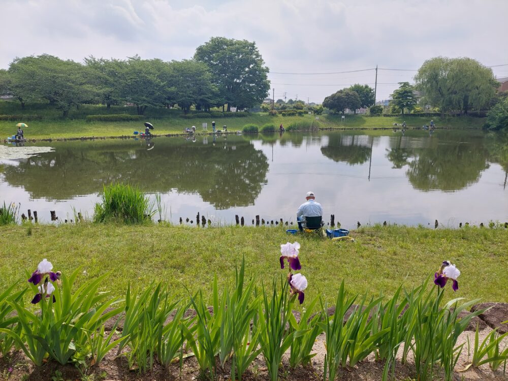 西城沼公園の西城沼(釣り池)で釣りをしている人たちと菖蒲のお花