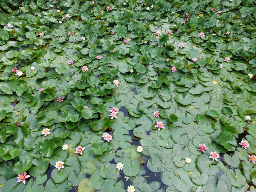 西城沼公園の釣り池(西城沼)奥一面に咲くスイレン(睡蓮)の花