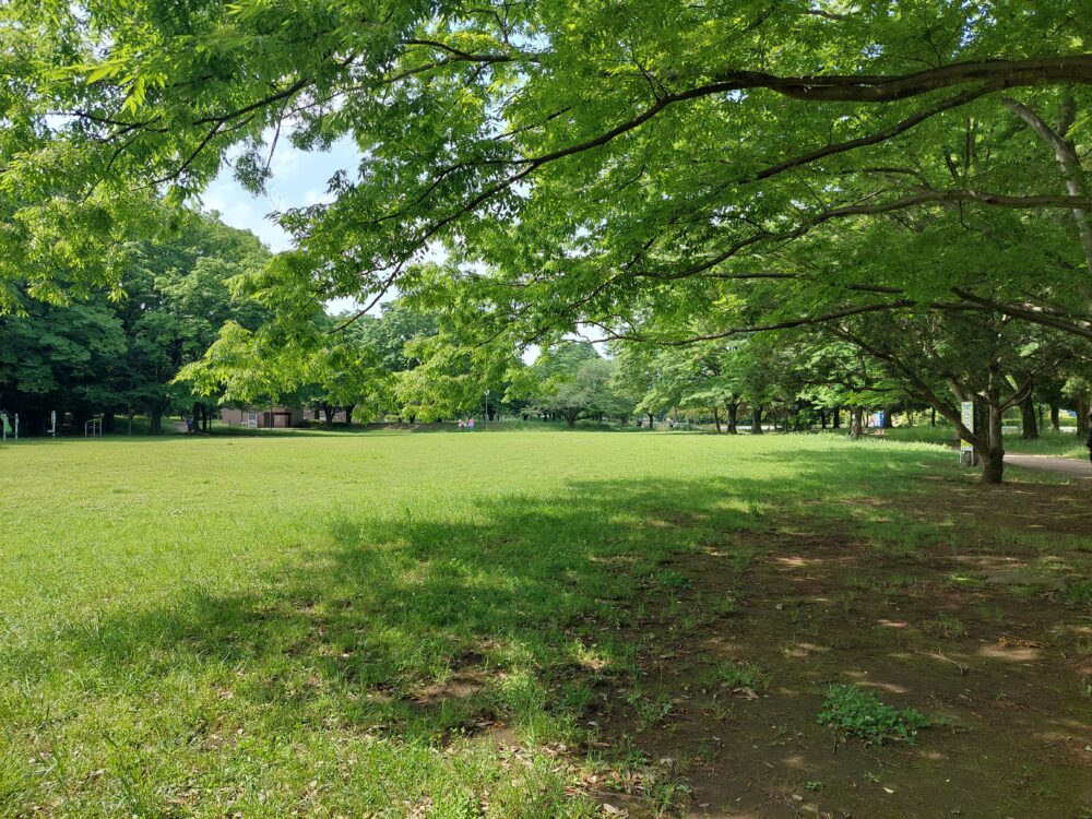 西城沼公園・多目的芝生広場の木陰