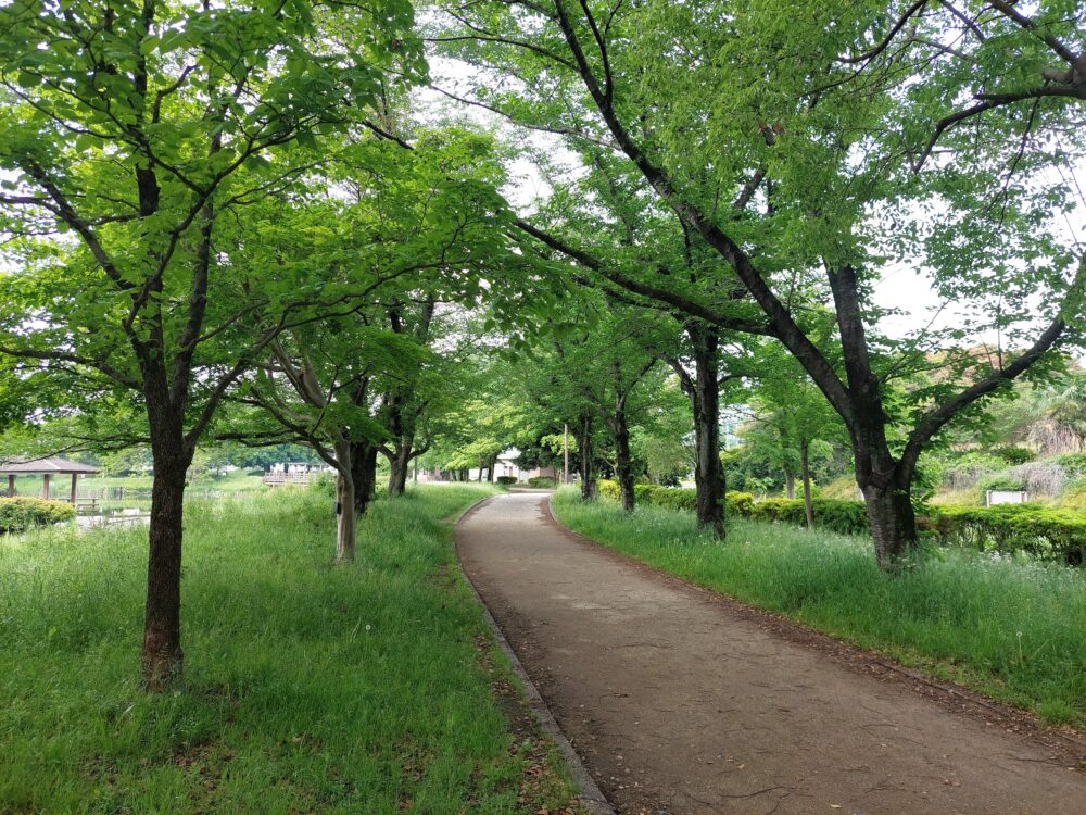 西城沼公園の並木道