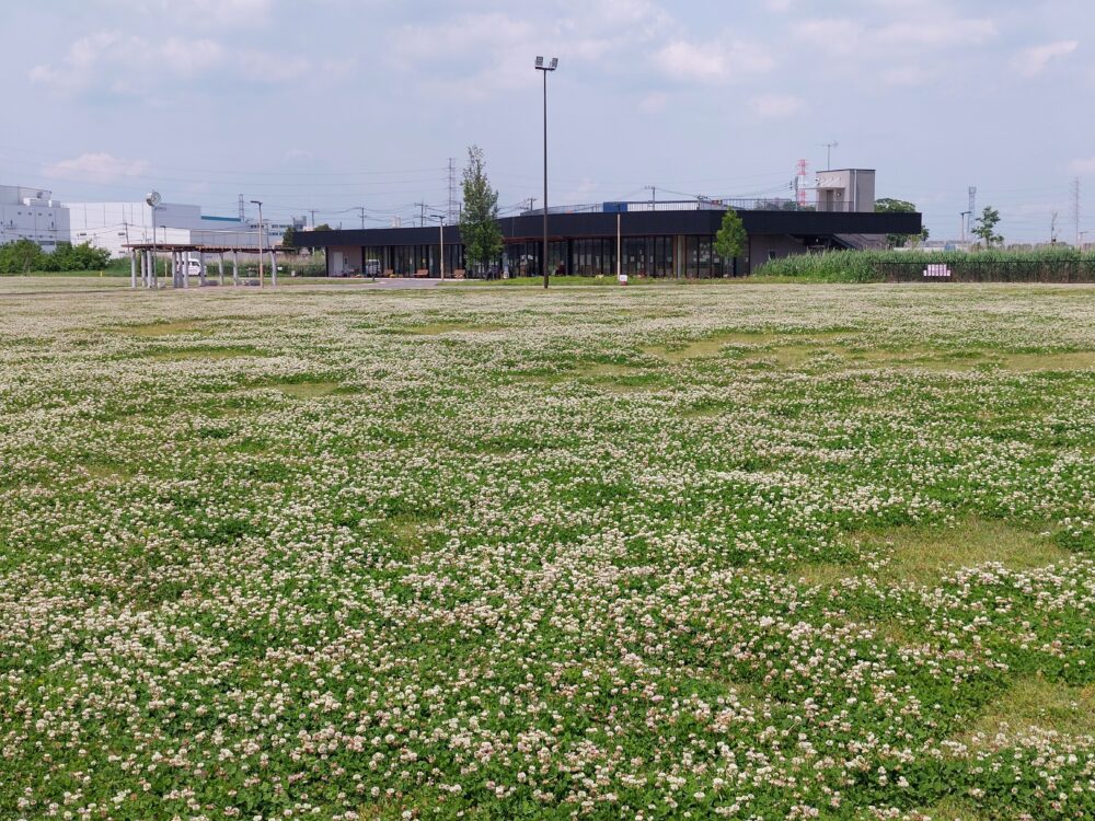 春日部夢の森公園・南園の芝生広場に広がるシロツメクサお花畑