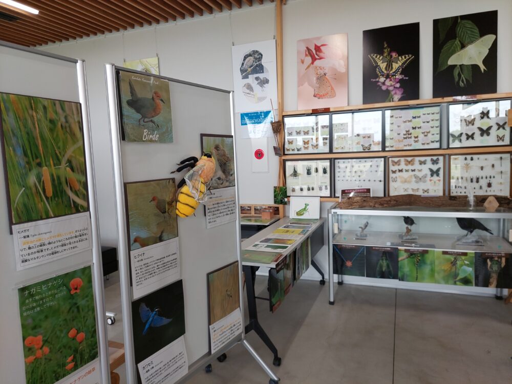春日部夢の森公園の管理棟に展示されている生物の標本