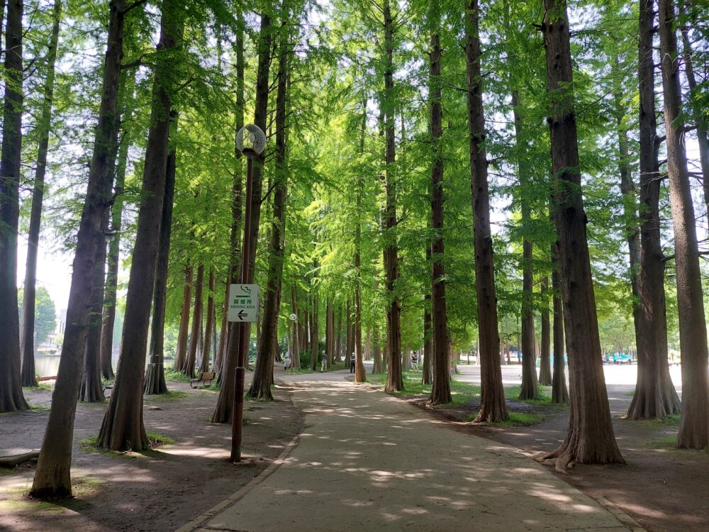 別所沼公園のメタセコイアの並木