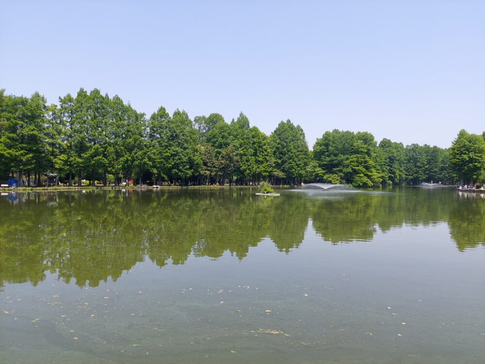 新緑が湖面に写る別所沼公園