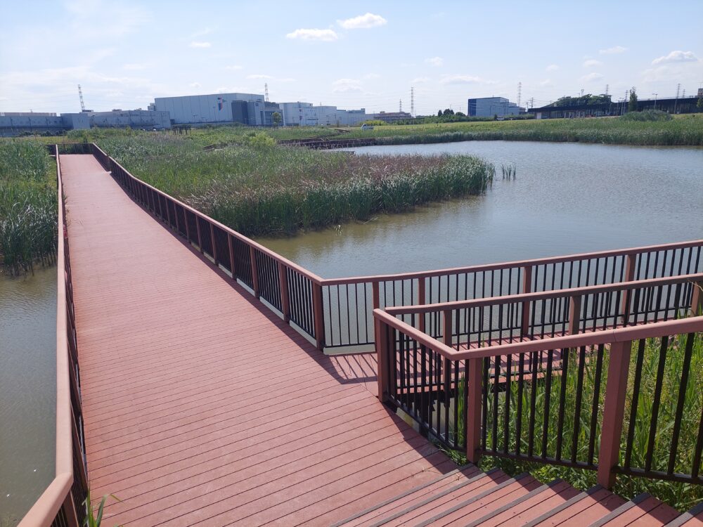 春日部夢の森公園・南園の調整池(南池)の遊歩道
