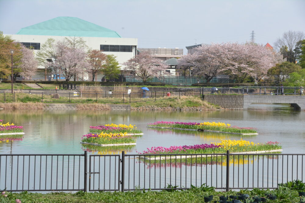 春の桜とチューリップが咲き誇る出羽公園の池