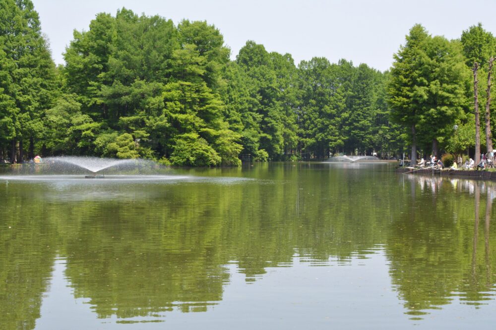 新緑が湖面に写る別所沼公園