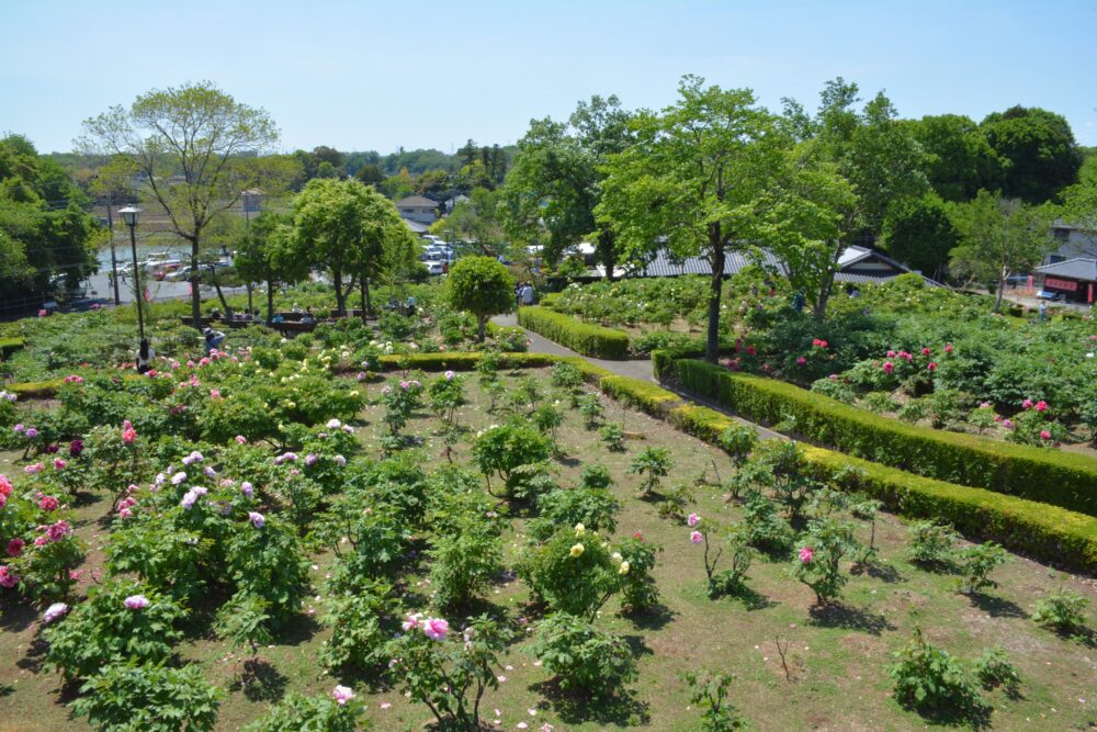 東松山ぼたん園の展望台から見た眺め