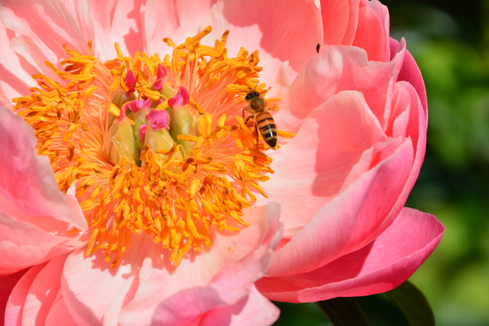 東松山ぼたん園のシャクヤク(芍薬)の蜜を吸うハチ