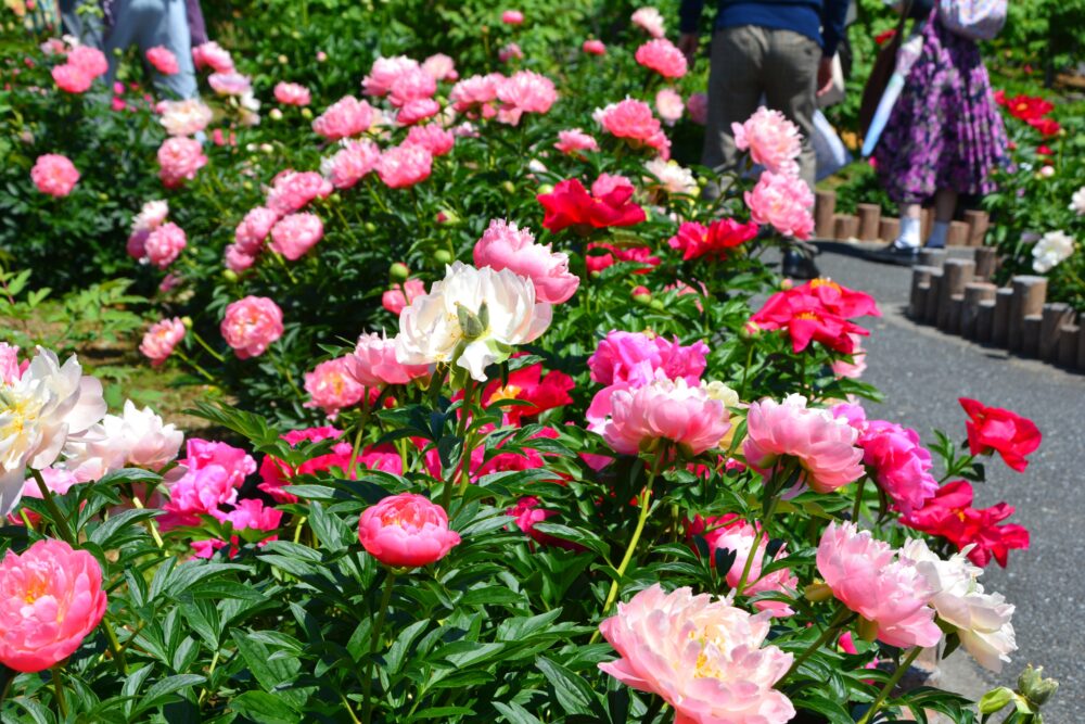 東松山ぼたん園のシャクヤク(芍薬)