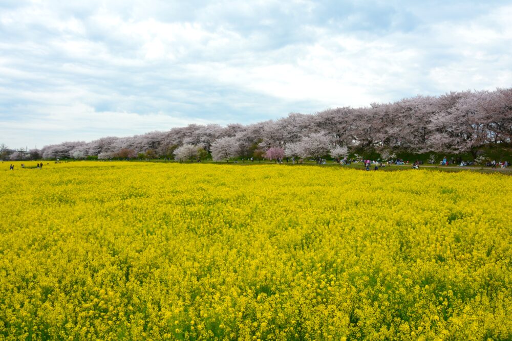 幸手権現堂桜堤の満開の桜と菜の花