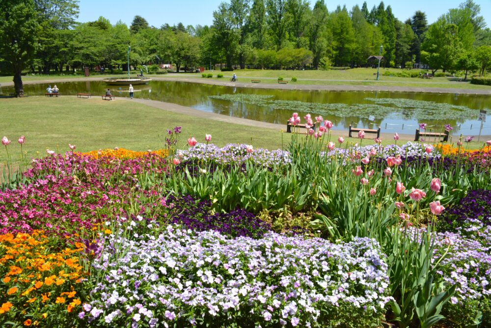 彩の森入間公園の管理センターから見るお花と上池