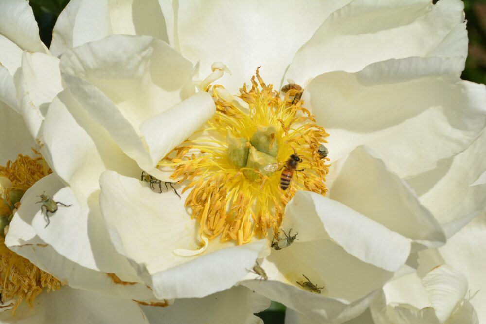東松山ぼたん園のシャクヤク(芍薬)の蜜に群がる虫